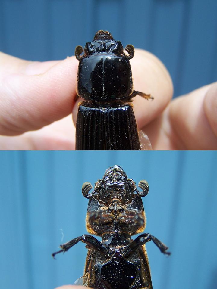 FIGURE 2 FIGURE 2